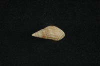 藏品(流紋蜷)的圖片